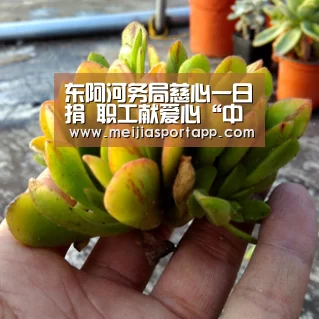 东阿河务局慈心一日捐 职工献爱心“中文资讯”(图1) 中文资讯